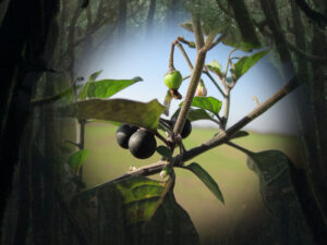 Magical properties of black nightshade