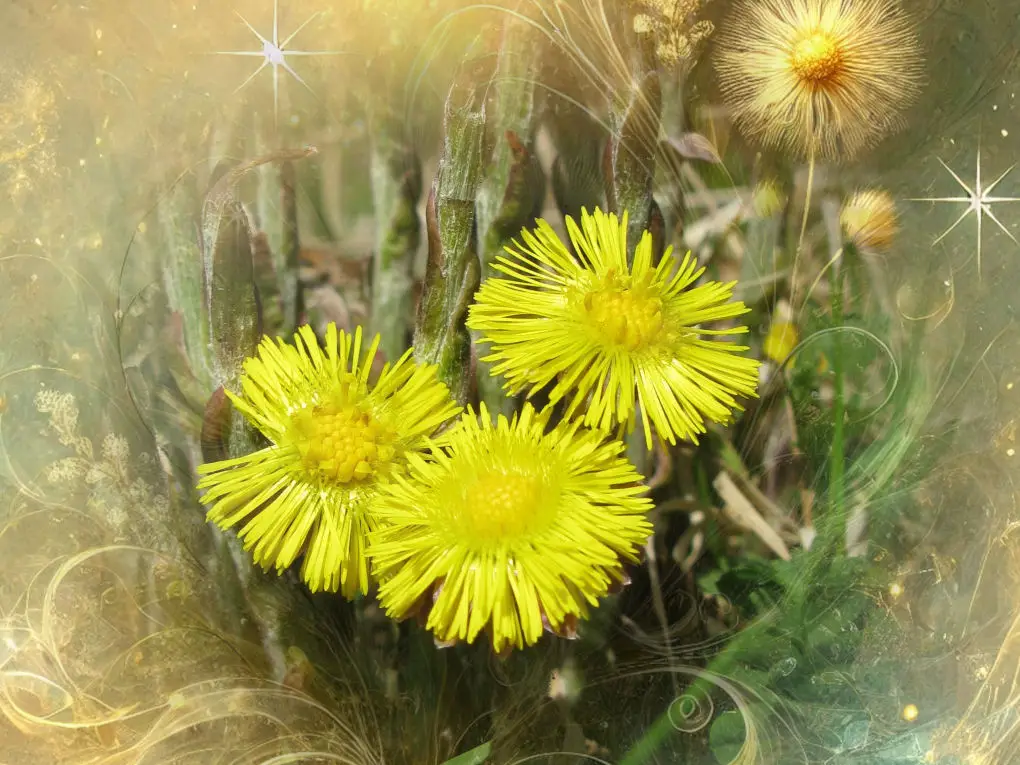 7 magical properties of coltsfoot - A closeup of the yellow flowers of coltsfoot on a magical / wispy yellow background.