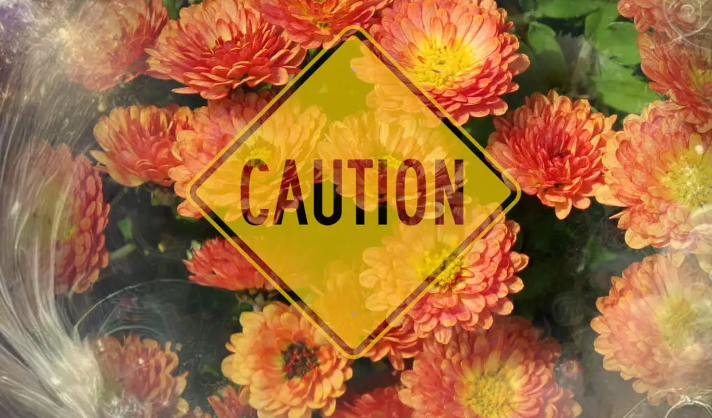 Orange chrysanthemums with a yellow caution sign over them