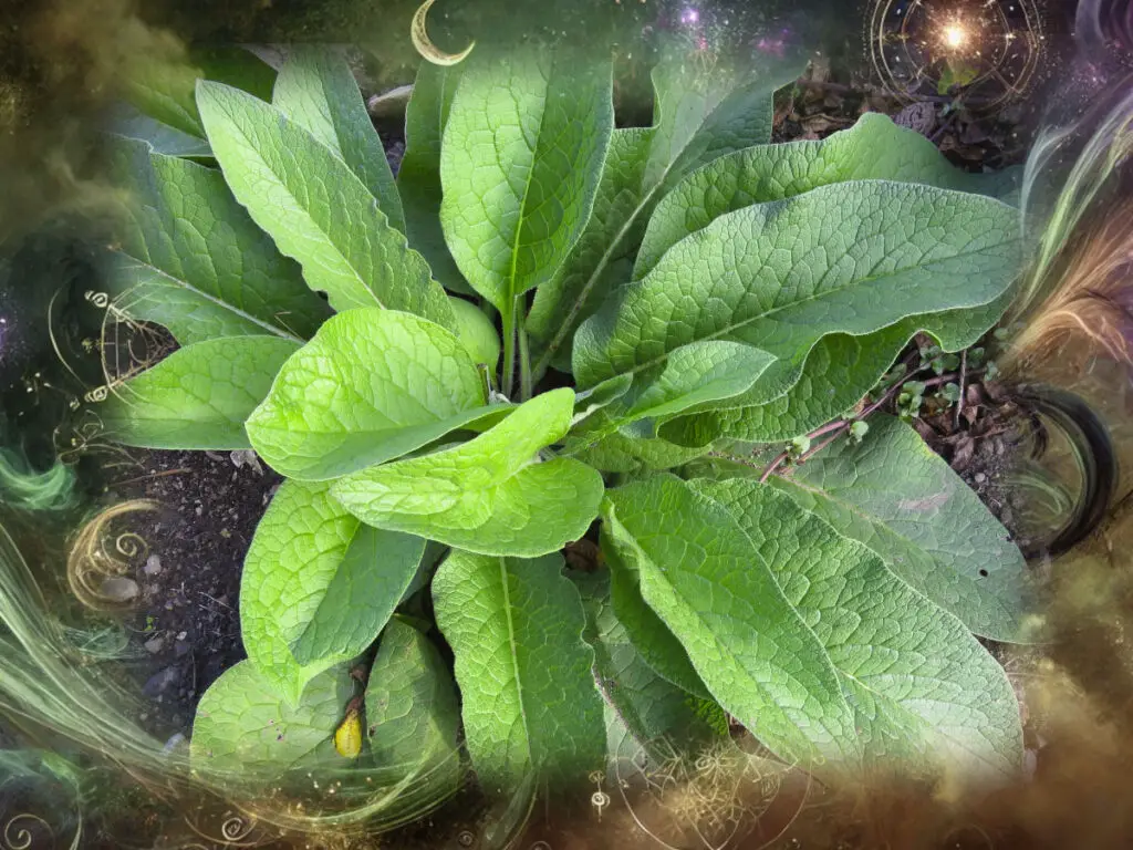 7 magical properties of comfrey - a comfrey plant on a wispy magical background